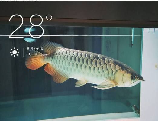 龍魚喂小魚草魚會撐死嗎為什么（龍魚喂小魚草魚是否會撐死） 龍魚百科 第4張