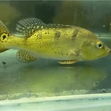 巴西亞魚苗食欲減退應(yīng)對策略（巴西亞魚苗食欲減退怎么辦） 觀賞魚市場（混養(yǎng)魚） 第1張