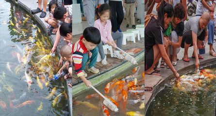 富士三色錦鯉的養(yǎng)殖技巧 觀賞魚市場（混養(yǎng)魚） 第2張