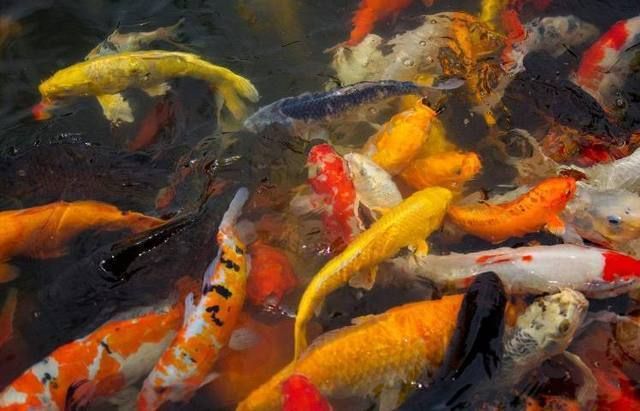 麻醉藥物個(gè)體差異的遺傳機(jī)制 觀賞魚市場（混養(yǎng)魚） 第5張