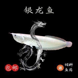 黃化銀龍魚活餌與干飼料比例（黃化銀龍魚活餌與干飼料的比例） 觀賞魚市場（混養(yǎng)魚） 第4張