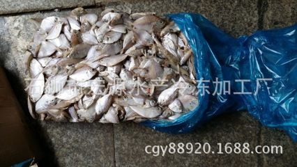 非洲金鼓魚(yú)最佳飼料品牌（非洲金鼓魚(yú)飼料成分對(duì)比） 觀賞魚(yú)市場(chǎng)（混養(yǎng)魚(yú)） 第3張