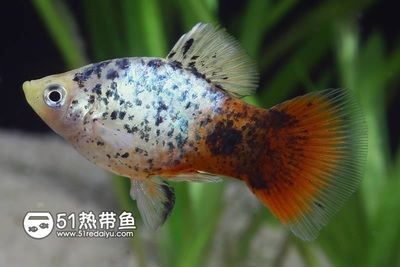 月光魚(yú)繁殖環(huán)境的詳細(xì)要求（月光魚(yú)的繁殖環(huán)境的詳細(xì)要求） 觀賞魚(yú)市場(chǎng)（混養(yǎng)魚(yú)） 第5張