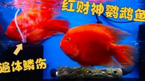 財神鸚鵡魚心理護理方法（如何判斷財神鸚鵡魚壓力大，財神鸚鵡魚增色食物選擇） 觀賞魚市場（混養(yǎng)魚） 第2張