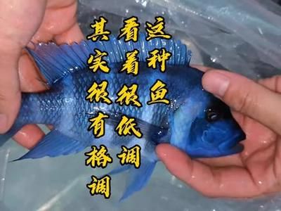 薩伊藍(lán)配龍魚（薩伊藍(lán)和龍魚可以混養(yǎng)嗎？）