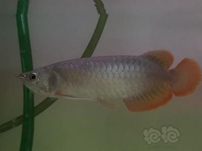 龍魚(yú)發(fā)色快好還是慢好 龍魚(yú)百科 第5張