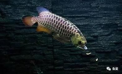 龍魚(yú)的挑選（如何挑選龍魚(yú)） 龍魚(yú)百科 第1張