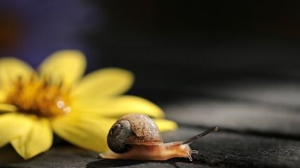 龍魚勤換水有什么好處（勤換水對(duì)龍魚有什么好處，如何判斷龍魚換水后的行為變化） 龍魚百科 第1張