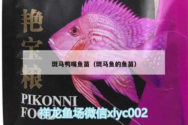 斑馬鴨嘴魚苗飼養(yǎng)管理要點(diǎn)（斑馬鴨嘴魚苗的飼養(yǎng)管理） 觀賞魚市場（混養(yǎng)魚） 第1張