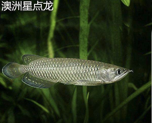 星點金龍魚與星點龍魚區(qū)別（星點金龍魚與星點龍魚的區(qū)別） 觀賞魚市場（混養(yǎng)魚） 第2張