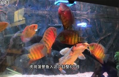 菠蘿魚繁殖常見問(wèn)題（菠蘿魚繁殖水溫控制方法，菠蘿魚繁殖疾病預(yù)防策略） 觀賞魚市場(chǎng)（混養(yǎng)魚） 第2張