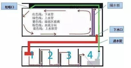 繁殖缸內(nèi)水草選擇與布局技巧（繁殖缸水草選擇與布局技巧） 觀賞魚市場（混養(yǎng)魚） 第2張