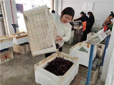 繁殖缸內(nèi)水草選擇與布局技巧（繁殖缸水草選擇與布局技巧） 觀賞魚市場（混養(yǎng)魚） 第3張