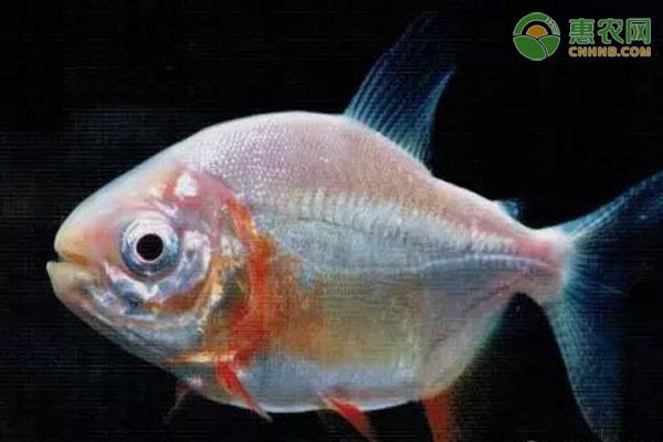 白子銀版魚(yú)混養(yǎng)適宜水溫（白子銀版魚(yú)最佳水溫管理,白子銀版魚(yú)色彩表現(xiàn)提升方法） 觀賞魚(yú)市場(chǎng)（混養(yǎng)魚(yú)） 第1張