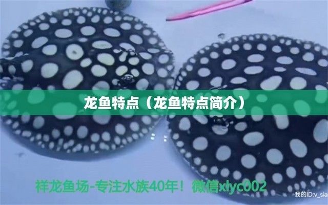 龍魚是什么樣的魚（龍魚是一種什么樣的魚，如何辨別龍魚的性別） 龍魚百科 第3張