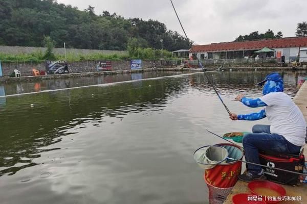 金龍魚活餌與冷凍餌區(qū)別（如何判斷金龍魚喜歡哪種餌料） 觀賞魚市場（混養(yǎng)魚） 第3張