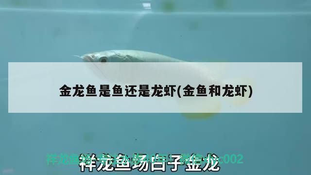 黃金貓魚選配技巧詳解（黃金貓魚混養(yǎng)注意事項，黃金貓魚選配技巧至關(guān)重要） 觀賞魚市場（混養(yǎng)魚） 第4張