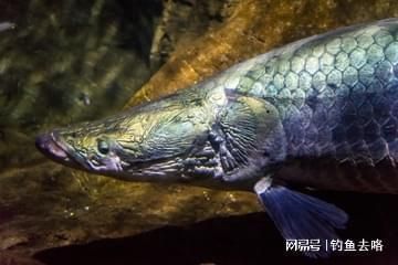 巨骨舌魚幼魚飼料品牌推薦（巨骨舌魚幼魚飼料品牌） 觀賞魚市場（混養(yǎng)魚） 第3張