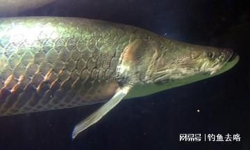 巨骨舌魚幼魚飼料品牌推薦（巨骨舌魚幼魚飼料品牌） 觀賞魚市場（混養(yǎng)魚） 第5張