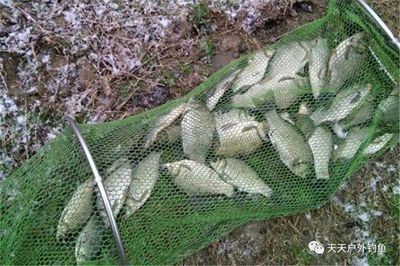 雪鯽魚(yú)適宜水溫范圍（雪鯽魚(yú)的適宜水溫范圍） 觀賞魚(yú)市場(chǎng)（混養(yǎng)魚(yú)） 第5張