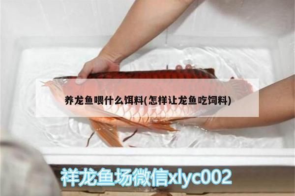 奧里諾科河鱷人工繁殖技術(shù)（奧里諾科河鱷人工繁殖技術(shù)的成功） 觀賞魚市場(chǎng)（混養(yǎng)魚） 第5張