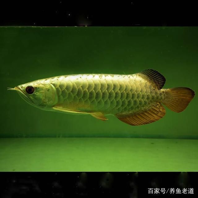 龍魚原名叫什么名字呢（龍魚的原名并不是“龍魚”） 龍魚百科 第5張