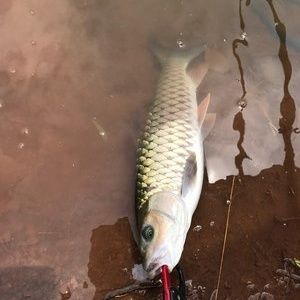 朱巴利魚(yú)苗的疾病預(yù)防（朱巴利魚(yú)苗水質(zhì)管理技巧，觀賞魚(yú)專用鹽的作用原理，秋冬季魚(yú)苗營(yíng)養(yǎng)儲(chǔ)備方法） 觀賞魚(yú)市場(chǎng)（混養(yǎng)魚(yú)） 第2張