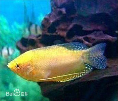 龍魚哪個品種好（好養(yǎng)的龍魚品種有哪些） 龍魚百科 第4張