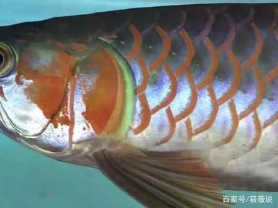 稀有紅龍品種（紅龍魚品種鑒別技巧） 觀賞魚市場(chǎng)（混養(yǎng)魚） 第5張