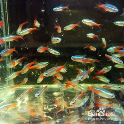 六角恐龍魚怎樣飼養(yǎng)好看（六角恐龍魚是一種適合家庭養(yǎng)殖的觀賞魚，飼養(yǎng)方法包括保持適宜的水溫和容器大?。?水族問答