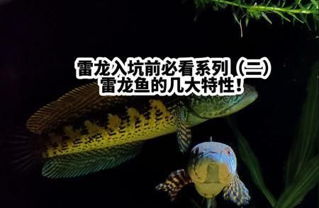 雷龍魚和七星魚的區(qū)別（雷龍魚與七星魚的區(qū)別） 龍魚百科 第1張