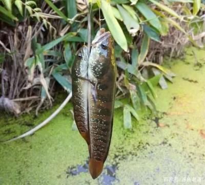 雷龍魚和七星魚的區(qū)別（雷龍魚與七星魚的區(qū)別） 龍魚百科 第5張