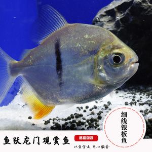 粗線銀板魚苗混養(yǎng)最佳伴侶（粗線銀板魚混養(yǎng)注意事項） 觀賞魚市場（混養(yǎng)魚） 第1張