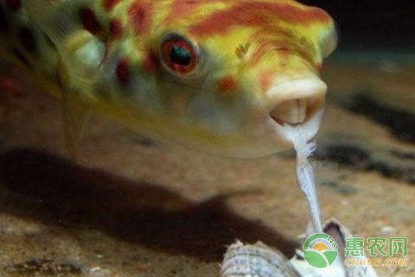 狗頭魚適宜的飼料種類（狗頭魚的飼料種類多樣，狗頭魚飼料種類多樣，狗頭魚飼料保存方法） 觀賞魚市場（混養(yǎng)魚） 第5張