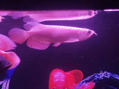 祥龍水族聯(lián)盟最新動(dòng)態(tài)（祥龍水族聯(lián)盟參加cips盛況） 觀賞魚市場(chǎng)（混養(yǎng)魚） 第4張