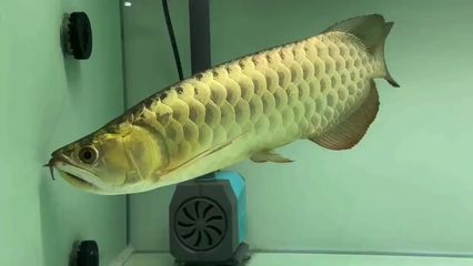 祥龍水族聯(lián)盟最新動態(tài)（祥龍水族聯(lián)盟參加cips盛況） 觀賞魚市場（混養(yǎng)魚） 第5張