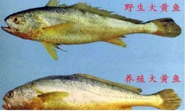 金龍魚膠有幾種顏色（金龍魚膠顏色鑒別技巧） 龍魚百科 第1張