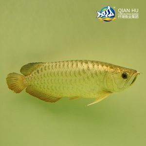 金龍魚膠有幾種顏色（金龍魚膠顏色鑒別技巧） 龍魚百科 第2張