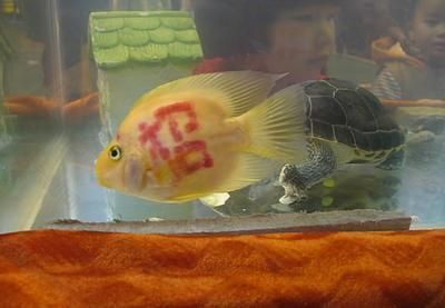 龍魚(yú)銷(xiāo)售平臺(tái)有哪些軟件可以用（龍巔魚(yú)鄰魚(yú)圈交流效果怎樣魚(yú)鄰商城入駐條件是什么） 龍魚(yú)百科 第1張