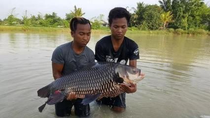 暹羅巨鯉繁殖期飼料選擇（暹羅巨鯉繁殖期的飼料選擇） 觀賞魚市場（混養(yǎng)魚） 第4張