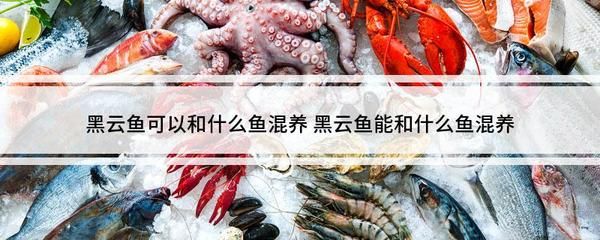 黑云魚混養(yǎng)注意事項(xiàng)（黑云魚混養(yǎng)需要注意以下幾點(diǎn)） 觀賞魚市場(chǎng)（混養(yǎng)魚） 第5張