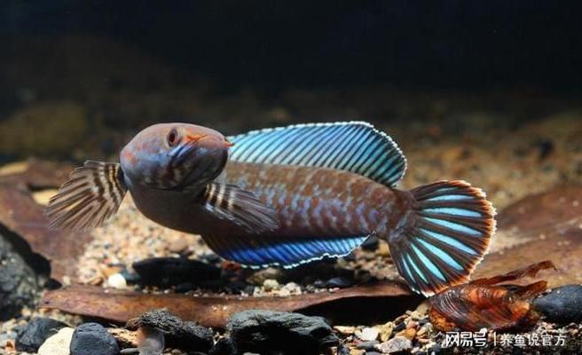 雷龍魚適宜的水草種類（雷龍魚適宜的水草種類以及其他養(yǎng)殖注意事項） 觀賞魚市場（混養(yǎng)魚） 第3張