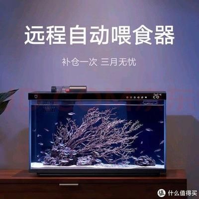 皇家火箭魚水族箱布置技巧（皇家火箭魚水族箱布置技巧皇家火箭魚水族箱造景案例）