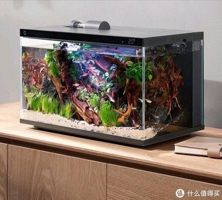 皇家火箭魚(yú)水族箱布置技巧（皇家火箭魚(yú)水族箱布置技巧皇家火箭魚(yú)水族箱造景案例） 觀賞魚(yú)市場(chǎng)（混養(yǎng)魚(yú)） 第5張