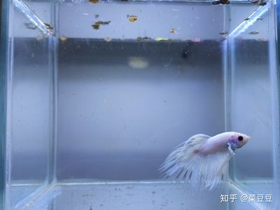 如何選擇適合蝴蝶鯉的魚缸（蝴蝶鯉魚缸養(yǎng)殖密度標準） 觀賞魚市場（混養(yǎng)魚） 第3張