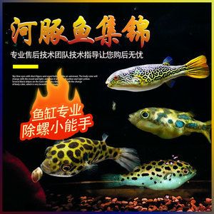 斑馬狗頭魚疾病預(yù)防方法（斑馬狗頭魚異常應(yīng)及時(shí)就醫(yī)，有效預(yù)防斑馬狗頭魚的疾?。?觀賞魚市場(chǎng)（混養(yǎng)魚） 第5張