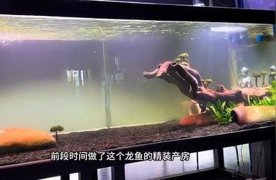 龍魚搭配清缸魚好嗎怎么養(yǎng)的（如何選擇適合龍魚的清缸魚，龍魚混養(yǎng)清缸魚的疾病預(yù)防）