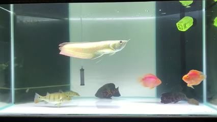 如何挑選銀龍魚苗（銀龍魚苗飼料選擇指南） 龍魚百科 第4張