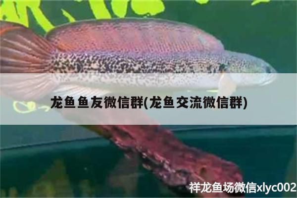 遼寧龍魚微信群（沈陽龍魚市場(chǎng)價(jià)格查詢）