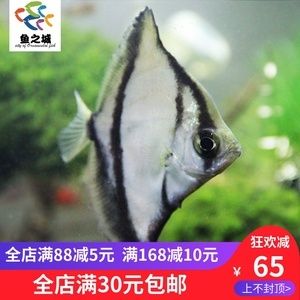 黃鰭鯧魚飼料營(yíng)養(yǎng)成分對(duì)比（黃鰭鯧魚飼料保存技巧黃鰭鯧魚飼料保存技巧） 觀賞魚市場(chǎng)（混養(yǎng)魚） 第3張